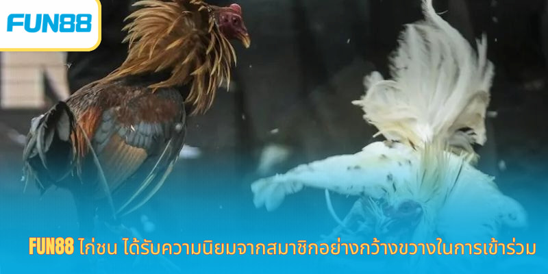 Fun88 ไก่ชน - ชนไก่สด 24/7 เดิมพันได้เต็มที่ ห้องเดิมพันไก่ชน Fun88 ถ่ายทอดสดจากสนามจริง