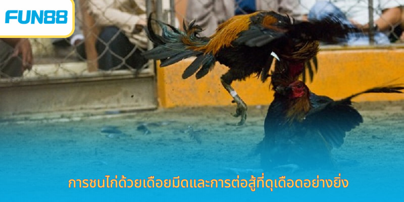 Fun88 ไก่ชน - ชนไก่สด 24/7 เดิมพันได้เต็มที่ รูปแบบการแข่งขันที่ถ่ายทอดในห้องไก่ชน Fun88