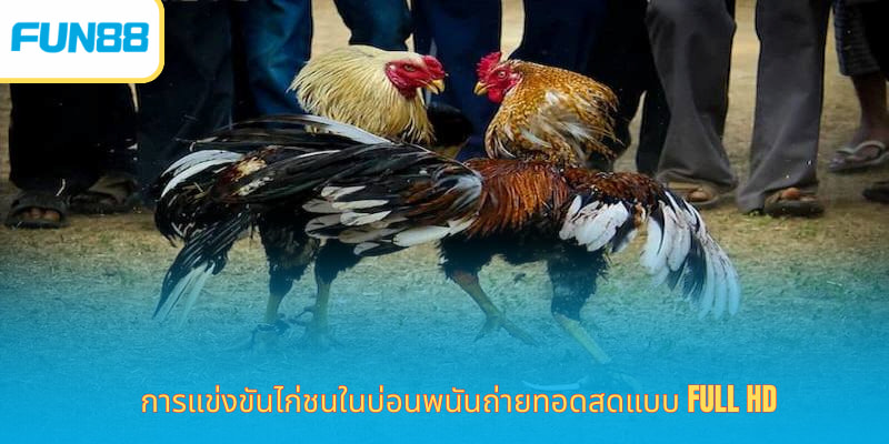 Fun88 ไก่ชน - ชนไก่สด 24/7 เดิมพันได้เต็มที่ การถ่ายทอดสดคู่แข่งขันในห้องไก่ชน Fun88